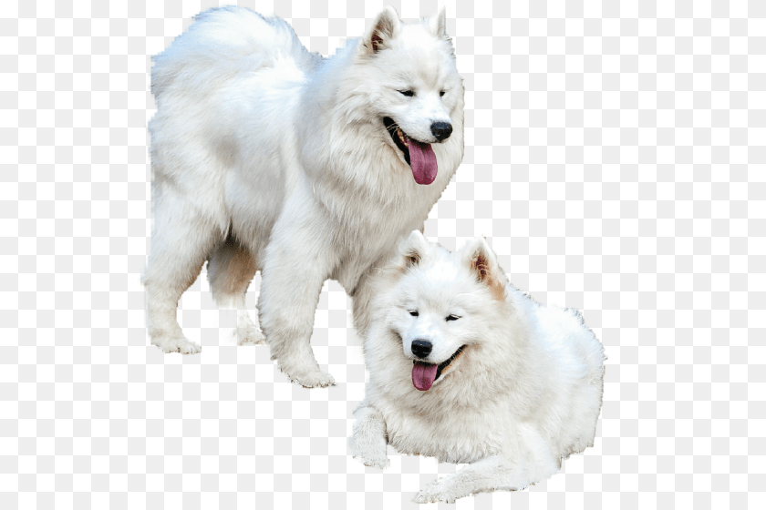1620x1080 Samoyed Dog, Animal, Canine, Mammal, Pet Sticker PNG
