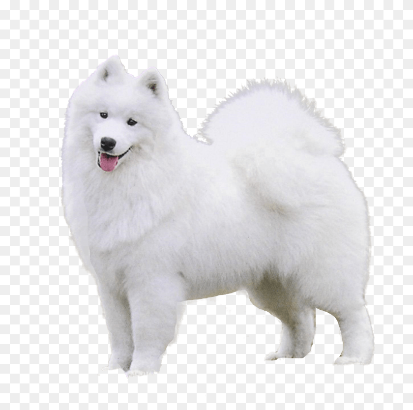 1450x1440 Samoyed Dog, Animal, Canine, Mammal, Pet Sticker PNG