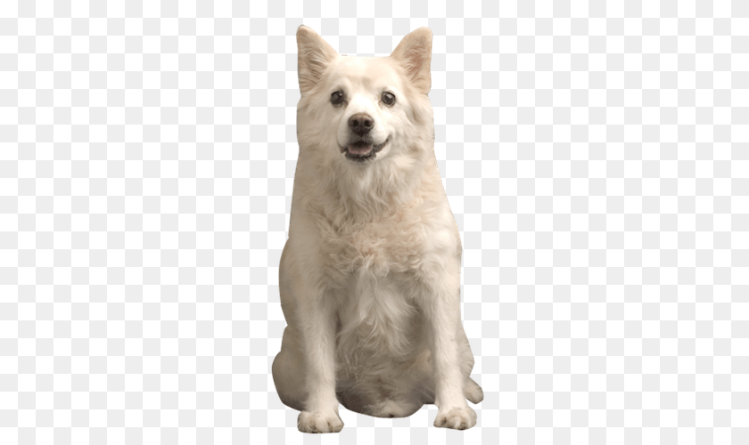 Samoyed Dog, Animal, Canine, Mammal, Pet Sticker PNG