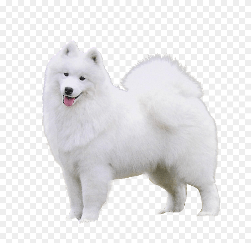 1440x1393 Samoyed Japanese Spitz, White Dog, Dog, Pet HD PNG Download