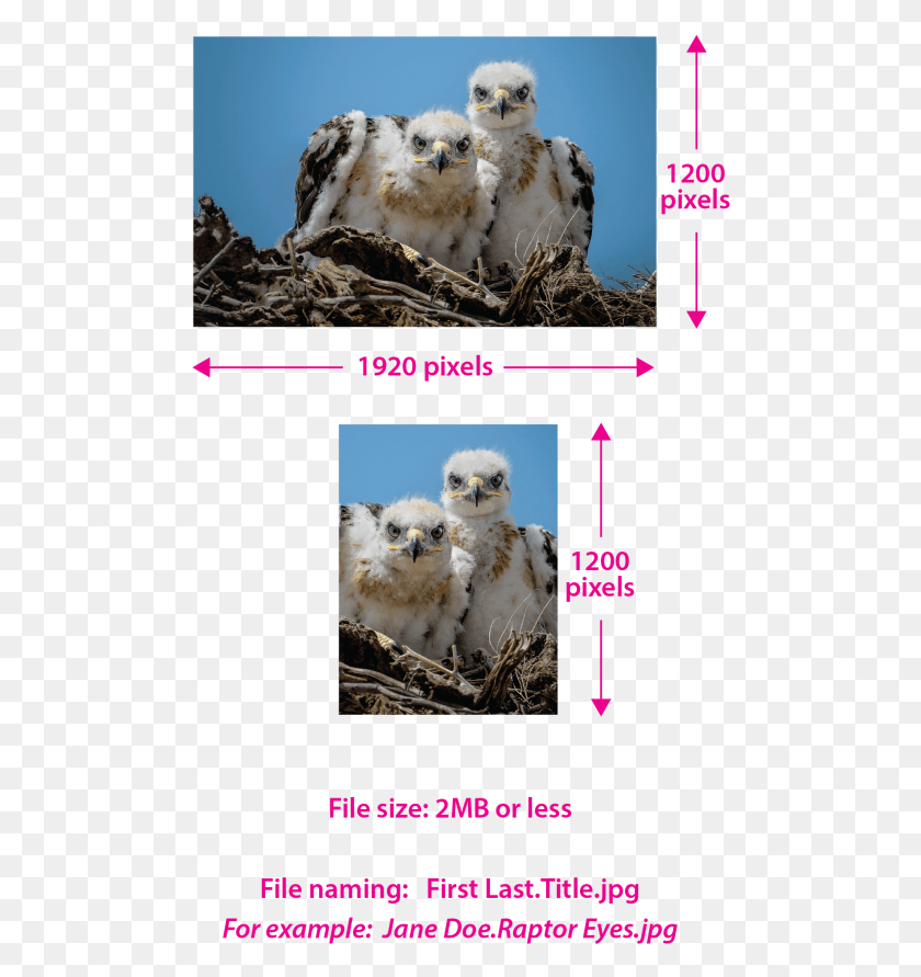 492x831 Sample Image Owl, Bird, Animal, Dog HD PNG Download