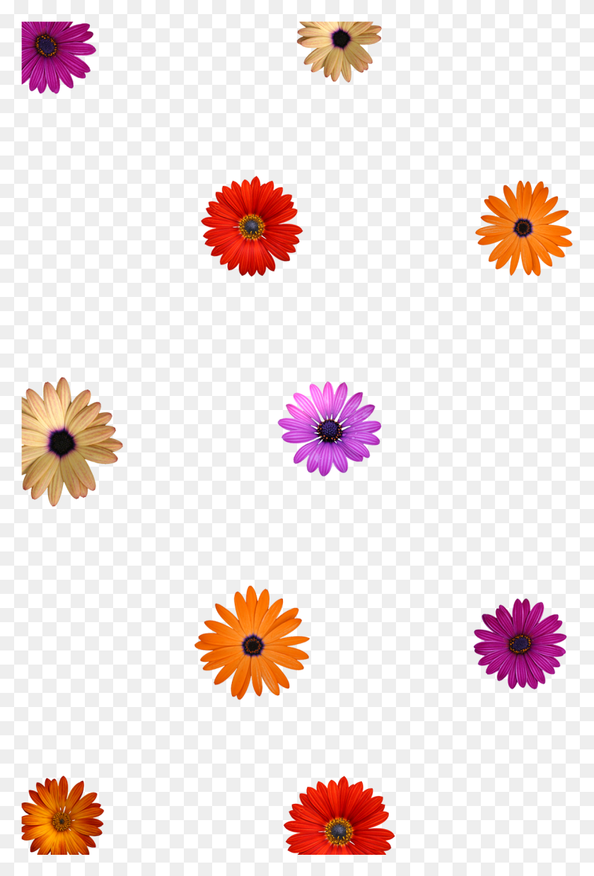 1191x1801 Образец Макета Наложения Цветы Без Фона Наложения, Лепесток, Цветок, Растение Hd Png Скачать