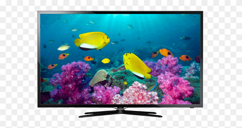 584x385 32-Дюймовый Светодиодный Телевизор Samsung, Рыба, Животное, Вода Png Скачать