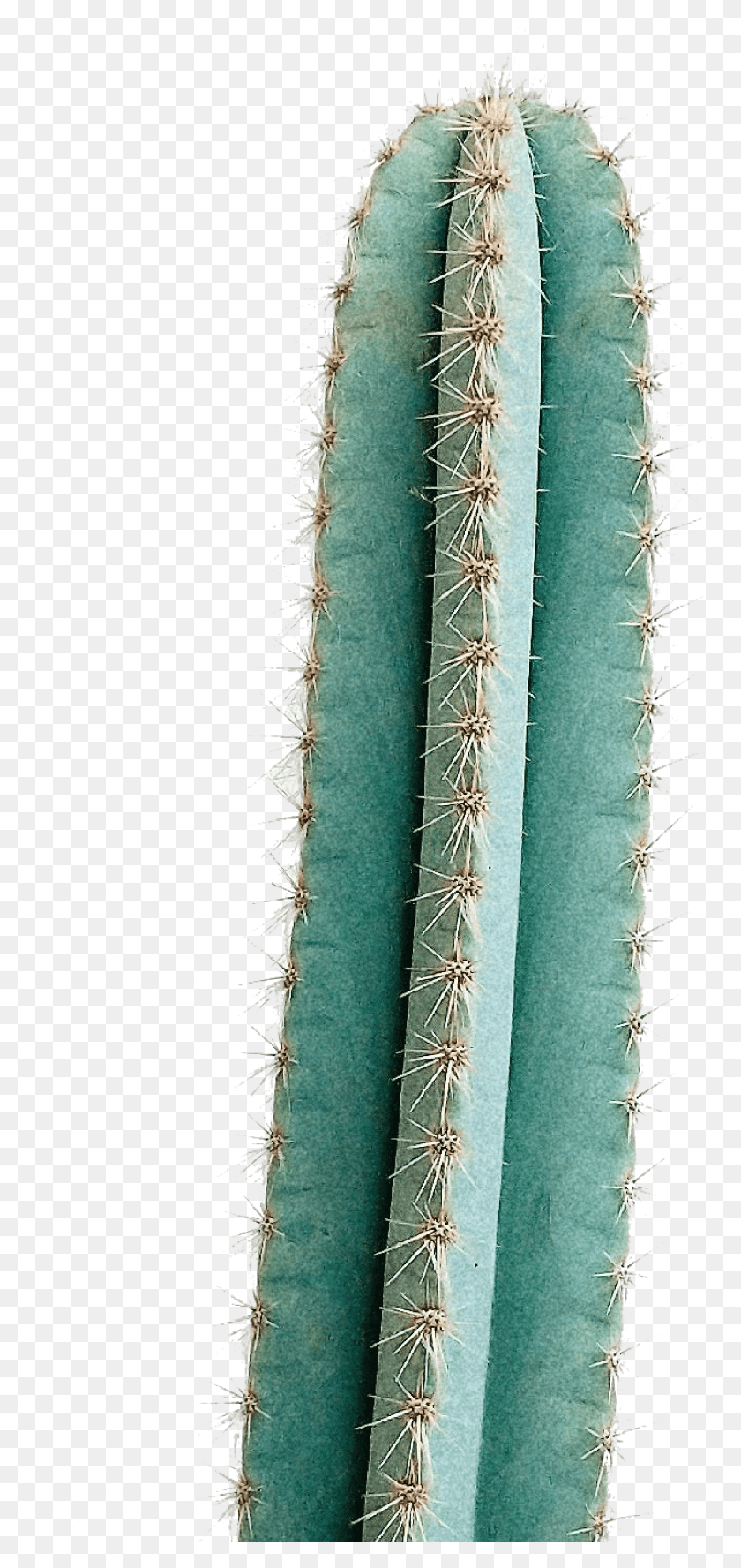 1378x3033 San Pedro Cactus, Planta Hd Png