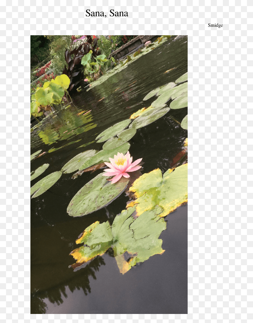 640x1012 Сана Сана Священный Лотос, Растение, Цветок, Цветение Hd Png Скачать