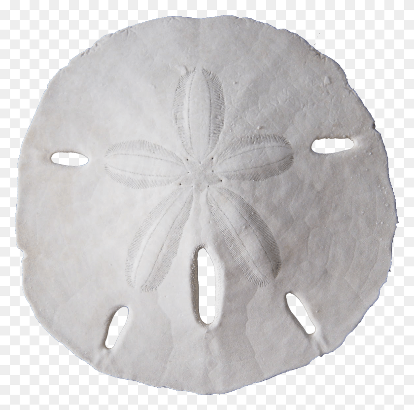 1166x1153 Sand Dollar Banner Black And White Sand Dollar Transparent, Snowman, Winter, Snow HD PNG Download