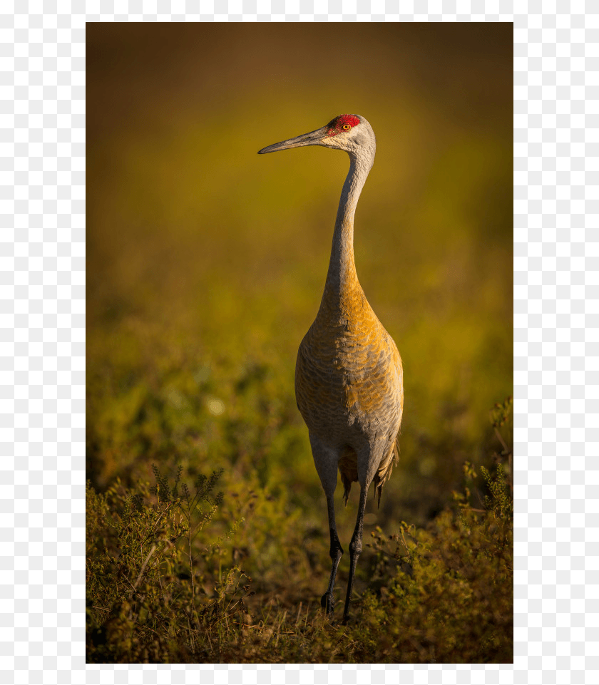 601x901 Sandhill Crane, Bird, Animal, Crane Bird HD PNG Download
