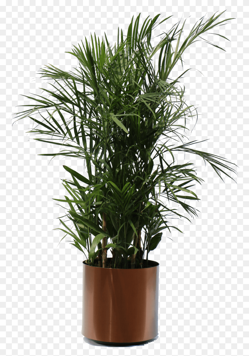 1618x2373 Sandra Orr Category Bamboo In A Pot Tropical Plants Plant, Flower, Blossom, Tree HD PNG Download