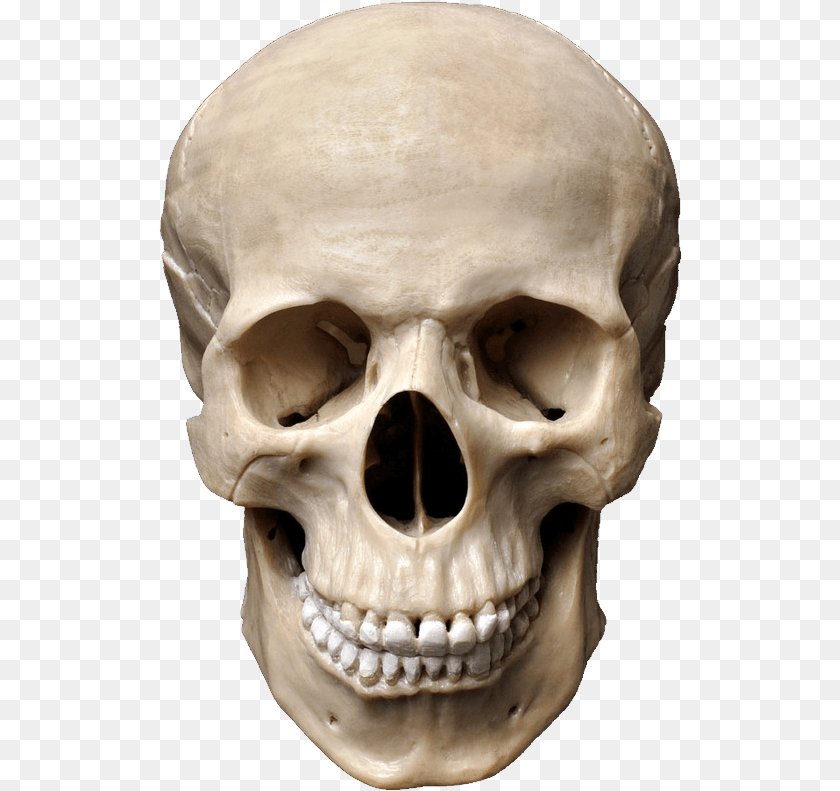 524x791 Sapiens Skeleton Skull Skull, Head, Person, Face Clipart PNG