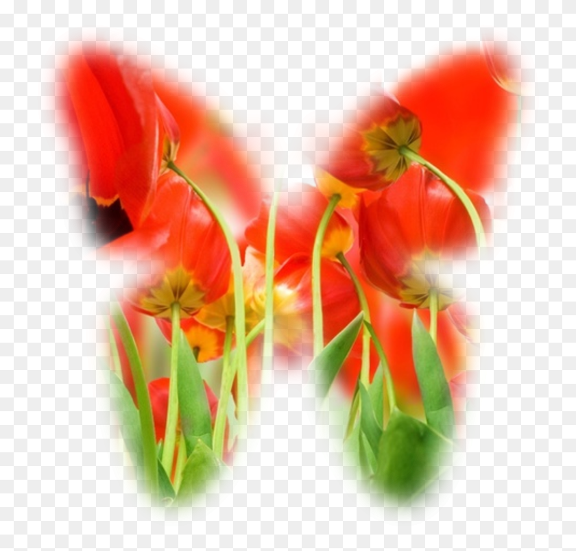 743x744 Saraswati Maa Transparent Saraswati Maa Images Tulip, Petal, Flower, Plant HD PNG Download