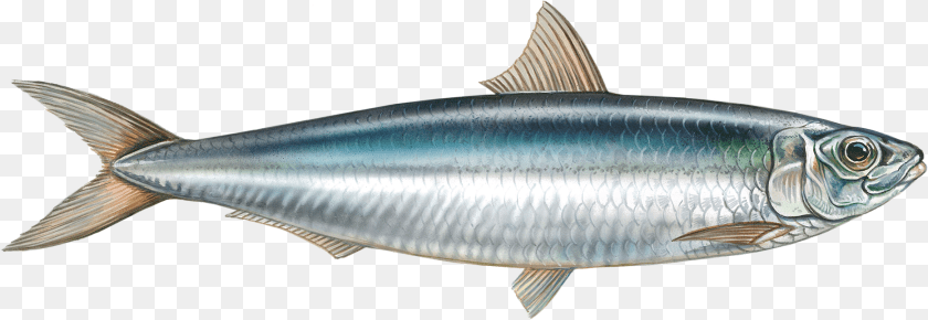 1867x645 Sardines Fish, Animal, Herring, Sea Life, Sardine Clipart PNG