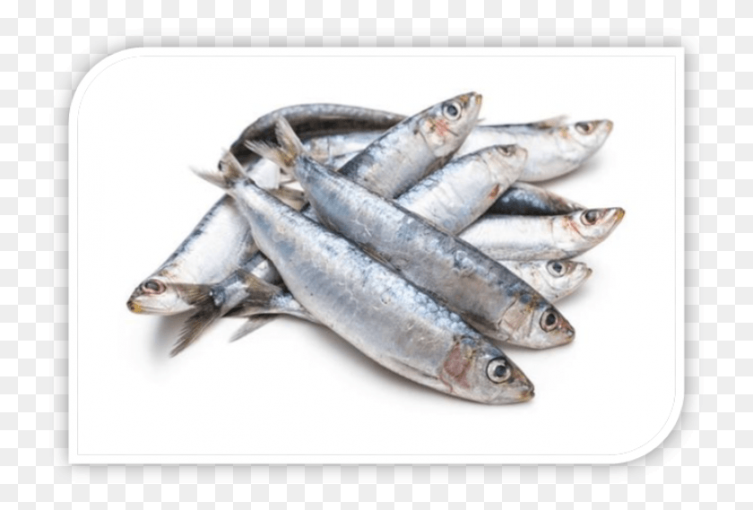 731x509 Sardines Frozen 1kg Fresh Sardine, Herring, Sea Life, Fish HD PNG Download