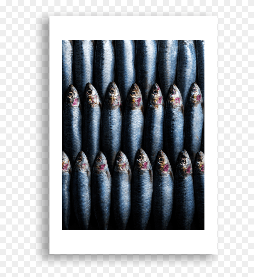 624x853 Sardines Poster, Fish, Animal, Cushion HD PNG Download