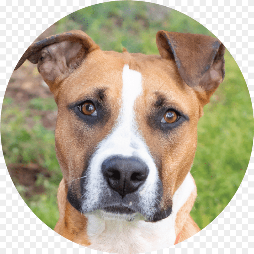 965x965 Satchel Companion Dog, Animal, Boxer, Bulldog, Canine PNG