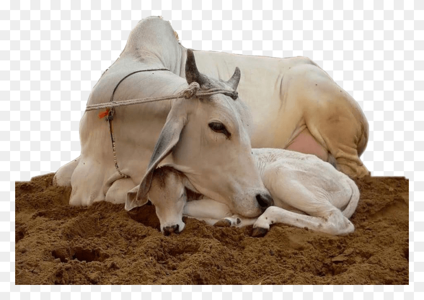 960x660 Save Cow Quotes In Hindi, Bull, Mammal, Animal HD PNG Download