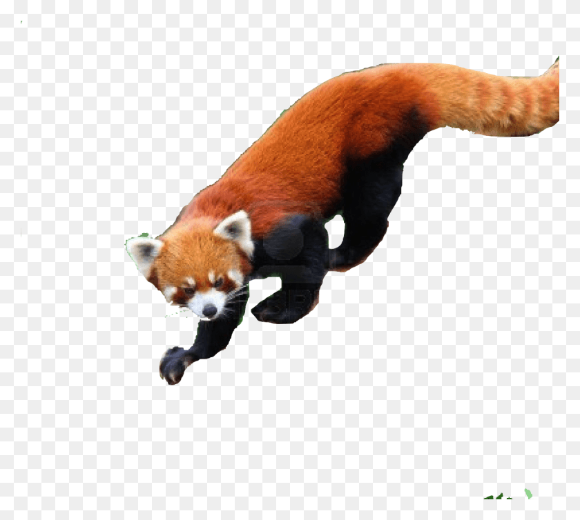 1200x1068 Save Red Panda Red Panda, Wildlife, Animal, Dog HD PNG Download