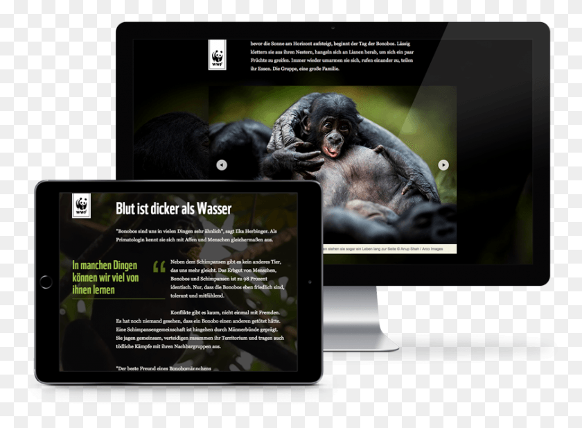842x602 Save The Bonobos Common Chimpanzee, Ape, Wildlife, Mammal HD PNG Download