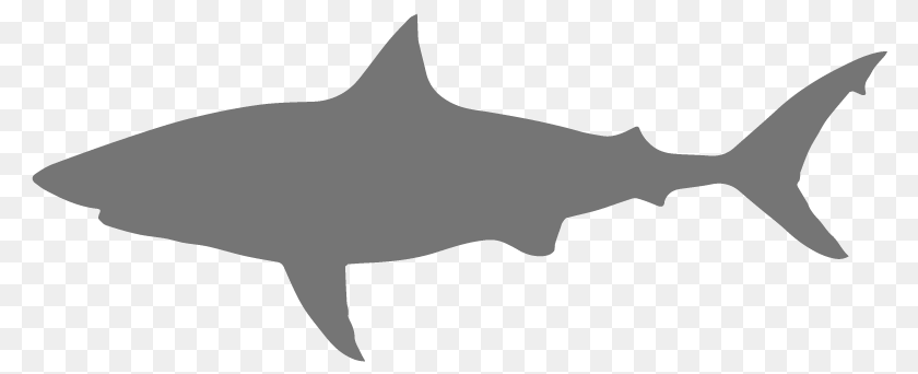 Save The Sharks Csu, Animal, Fish, Sea Life, Shark Clipart PNG