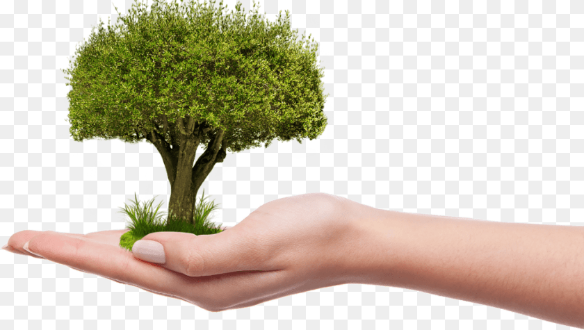 1000x565 Save Tree Hd, Body Part, Potted Plant, Plant, Person Sticker PNG