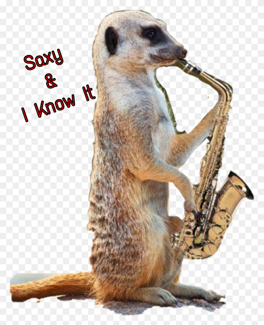 1024x1278 Saxophone Sticker Jazz Meerkat Dbanta2018 Freetoedit Meerkat Playing Saxophone, Mammal, Animal, Dog HD PNG Download