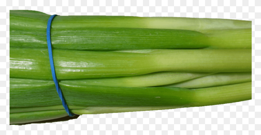 1025x493 Scallion Green Onion Image Leek, Plant, Produce, Food HD PNG Download