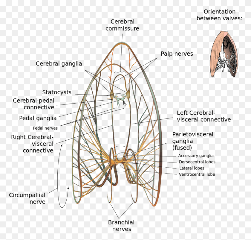1009x961 Scallop Neurological Diagram Nervous System Of Tilapia, Architecture, Building, Clothing HD PNG Download