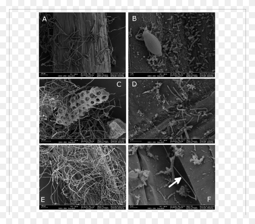 850x740 Scanning Electron Micrograph Of The Root Hair Zone Monochrome, Collage, Poster, Advertisement HD PNG Download