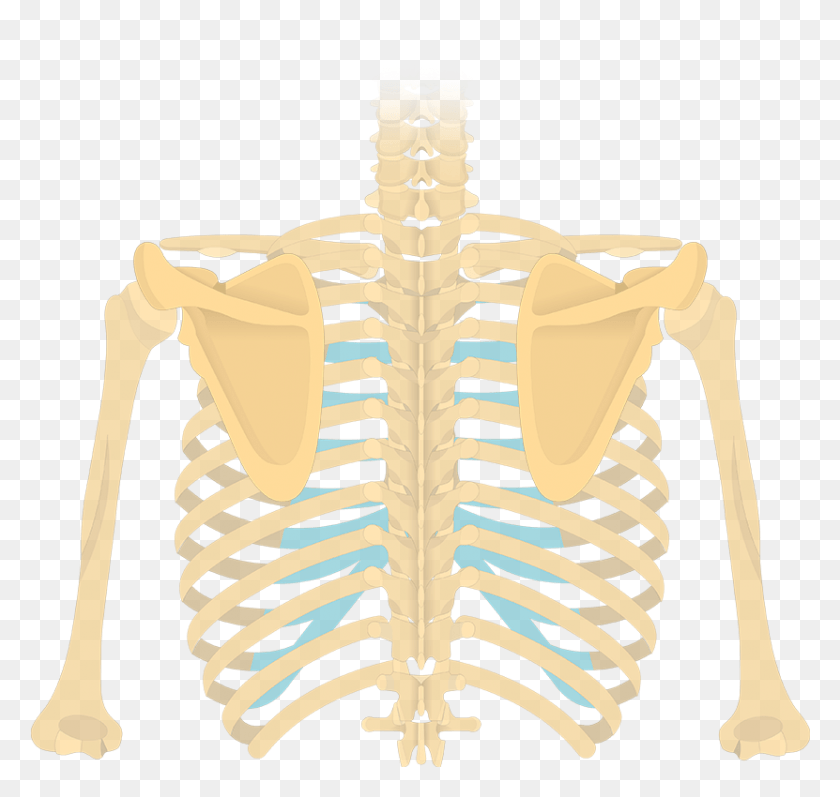831x786 Scapula Bone Introduction Thoracic Vertebrae Posterior View, Skeleton, Cross, Symbol HD PNG Download