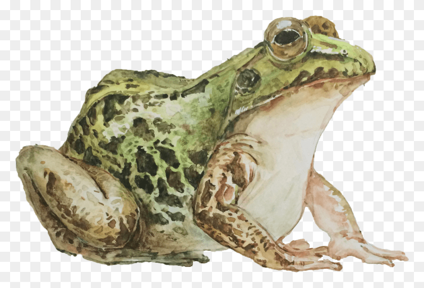 2051x1347 Scared Of A Creature That Was In An Episode Of Mink Frog, Amphibian, Wildlife, Animal Descargar Hd Png