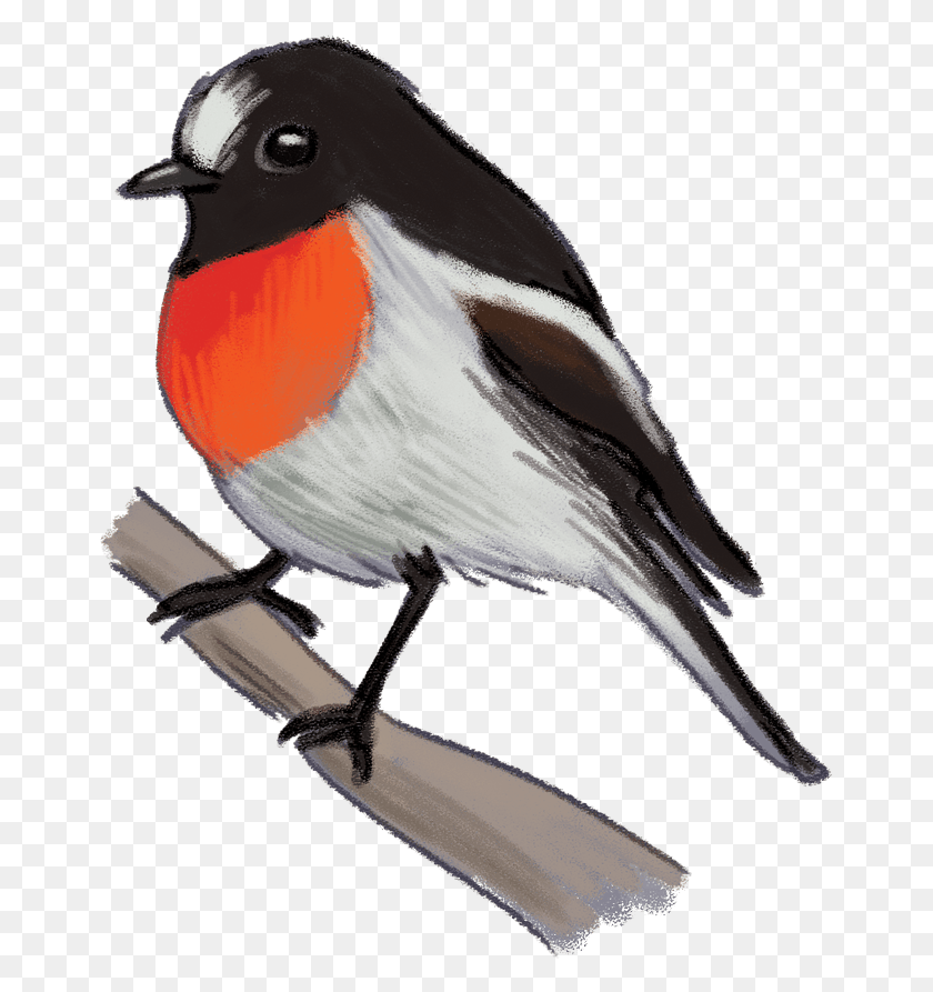 661x833 Scarlet Robin Flame Robin Bird, Animal, Finch, Beak HD PNG Download
