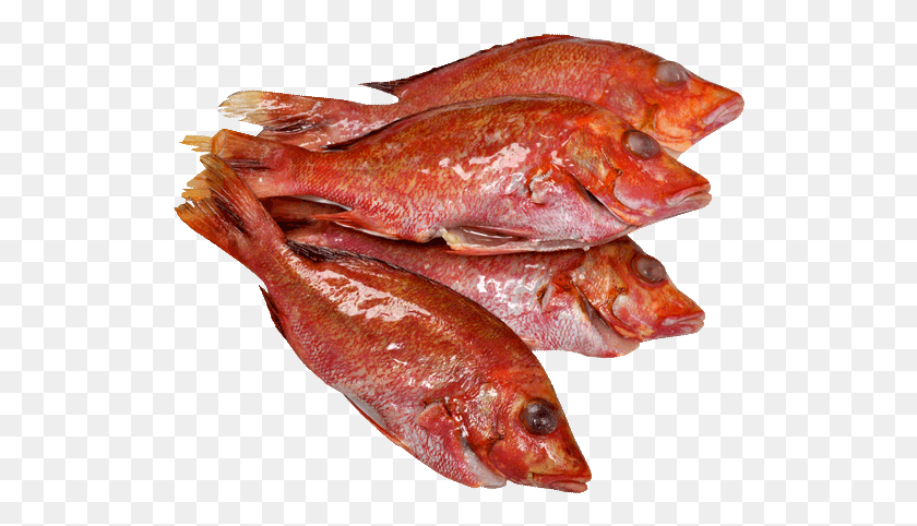 524x422 Красный Окунь, Рыба, Животное, Кефаль, Рыба Png Скачать