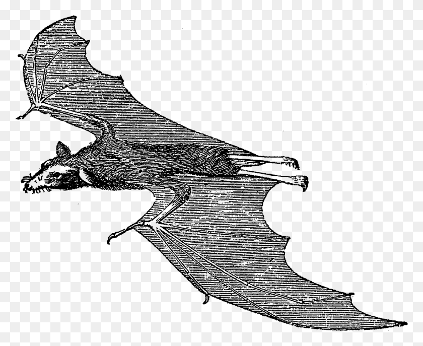 1483x1193 Страшные Изображения Летучей Мыши На Хэллоуин, Иллюстрация, Природа, На Открытом Воздухе, Космическое Пространство Hd Png Скачать