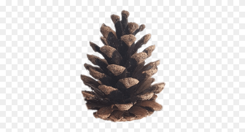 300x392 Scbrown Brown Pine Pinecone Conifer Cone, Tree, Plant HD PNG Download
