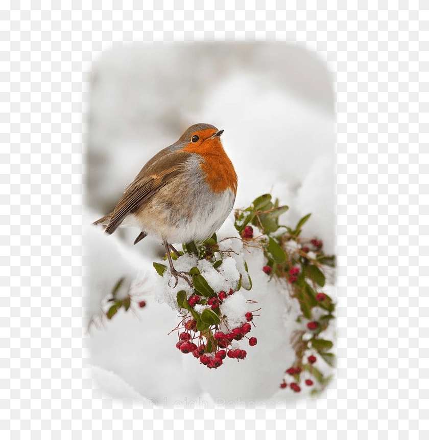 562x800 Сцена Рождество Рождество Снежный Робин Птица Зимний Вторник Доброе Утро Сообщение, Животное, Природа, На Открытом Воздухе Hd Png Скачать