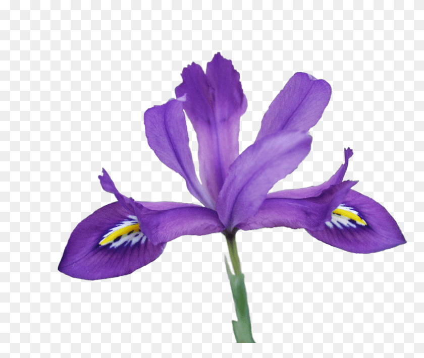 1641x1369 2 Ирис Разноцветный Прозрачный, Цветок, Растение, Цветение Png Скачать