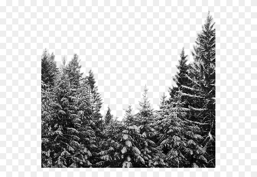 569x518 Лес, Лес, Снег, Снежные Деревья, Черно-Белые Горы, Плакат, Дерево, Растение, Ель, Hd Png Скачать