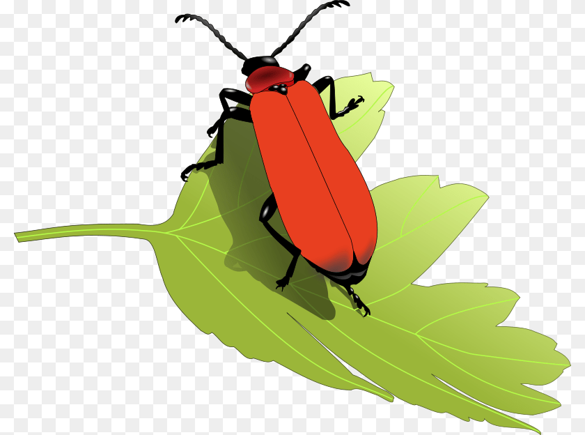 800x624 Scharlachroterfeuerkaerfer, Leaf, Plant, Animal, Firefly Sticker PNG