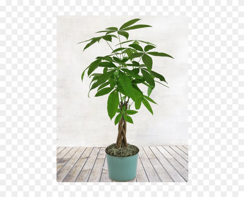 494x620 Schefflera Vs Money Tree, Plant, Leaf, Palm Tree HD PNG Download