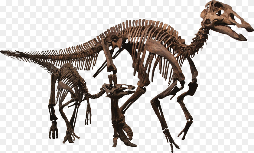 Scheletri Dinosauri, Animal, Dinosaur, Reptile Sticker PNG