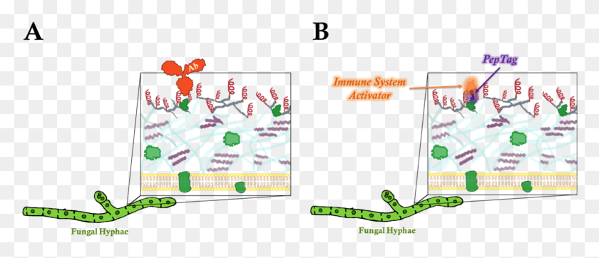 1347x522 Schematic Comparison Of Antibody And Peptag In The Animal, Text, Alphabet HD PNG Download