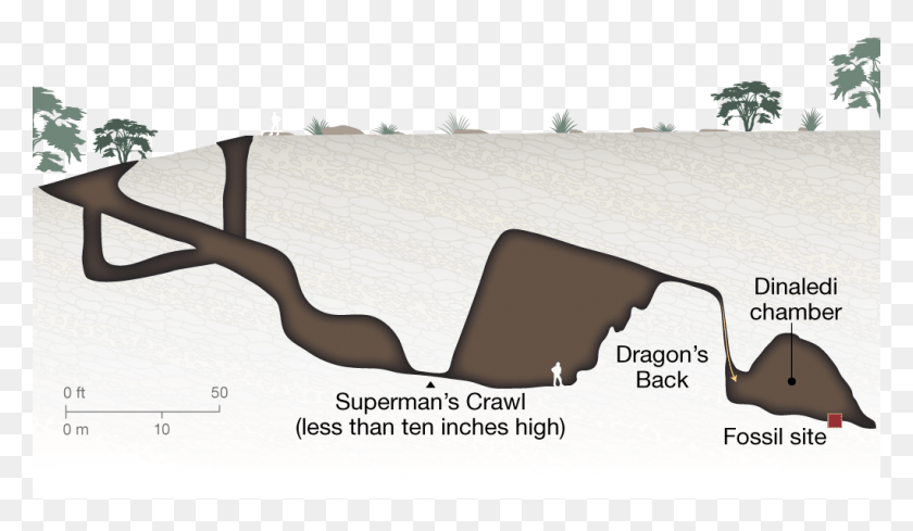 1020x561 Schematic Cross Section Of The Rising Star Cave System Homo Naledi Cave System, Nature, Outdoors, Vegetation HD PNG Download
