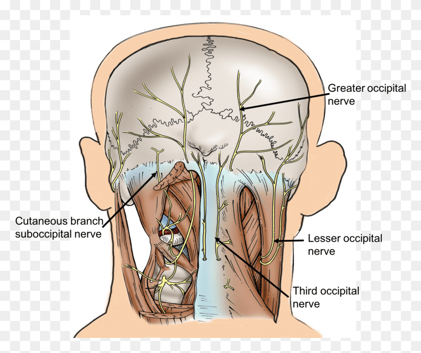 1917x1584 Descargar Png Dibujo Esquemático De La Muestra Reportada Aquí Músculos Suboccipitales Y Nervios, Diagrama, Diagrama, Venas Hd Png