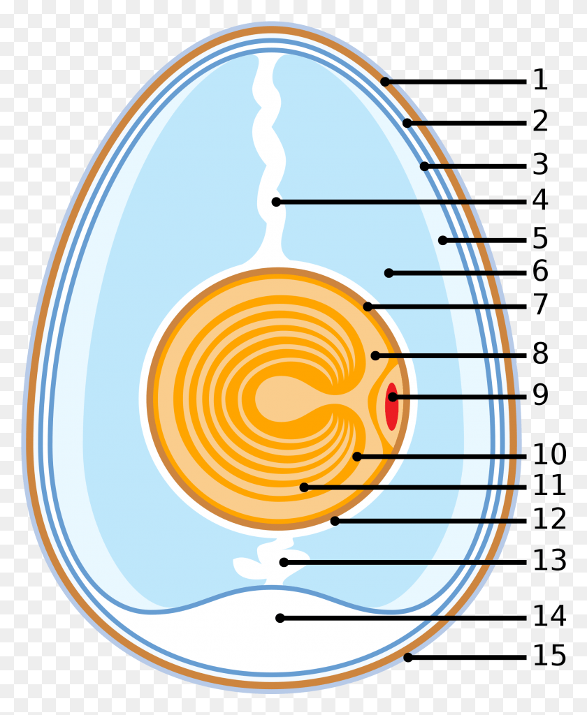 2001x2475 Schematic Of A Chicken Egg, Helmet, Clothing, Apparel HD PNG Download