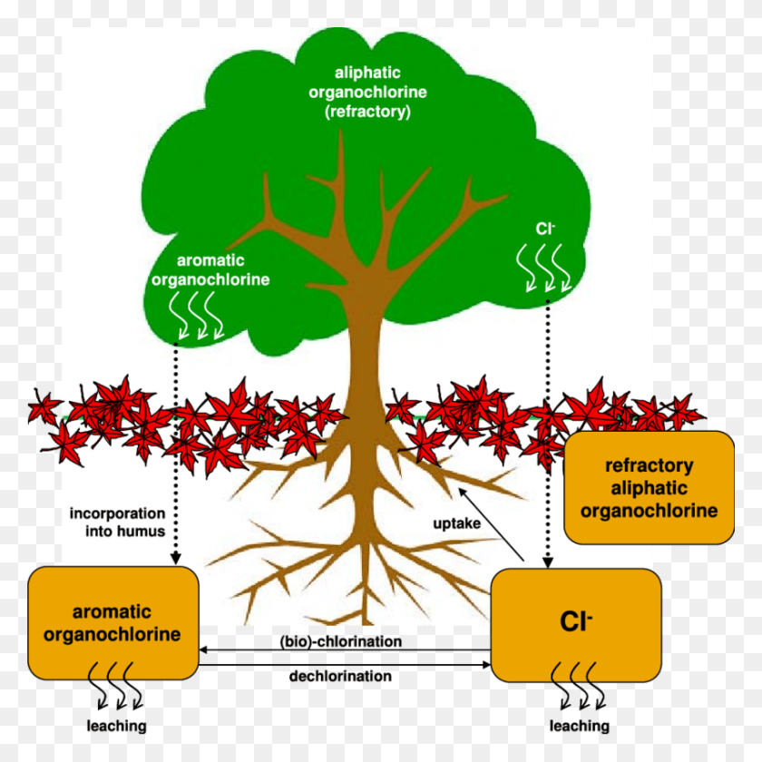 850x850 Schematic Of Biogeochemical Cl Cycling In The Forest Root Causes Tree Template, Plant, Text, Diagram HD PNG Download