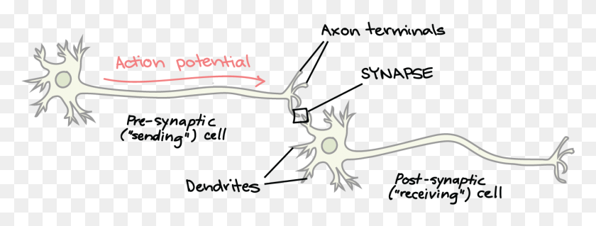 1429x475 Schematic Of Synaptic Transmission Transmision Del Impulso Nervioso, Antler, Antelope, Wildlife HD PNG Download