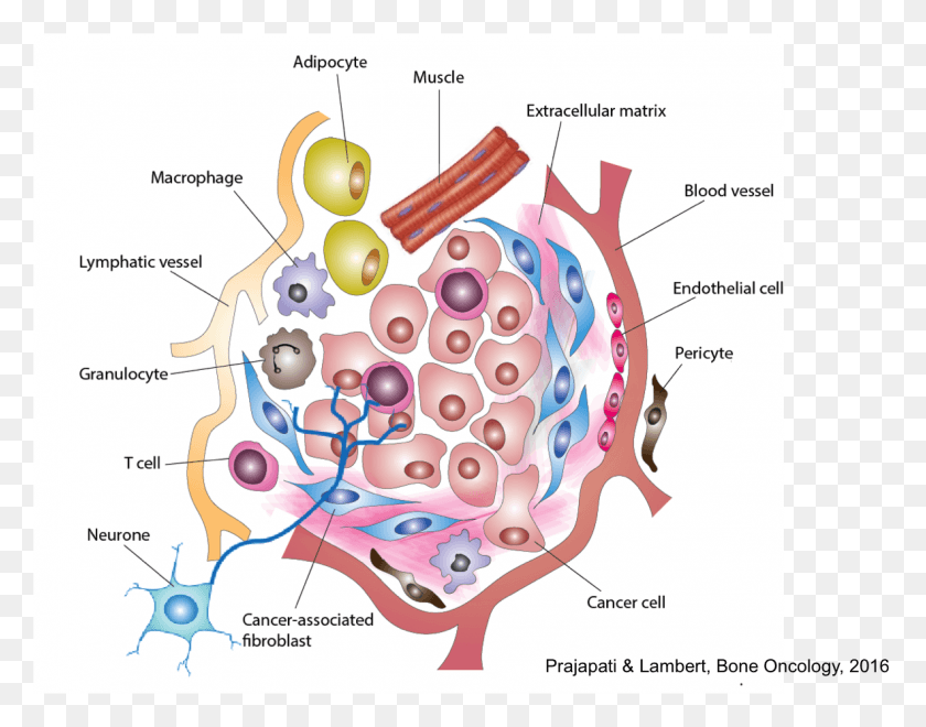1182x910 Schematic Of The Tumour Microenvironment Tumor Microenvironment Diagram, Plot, Birthday Cake, Cake HD PNG Download