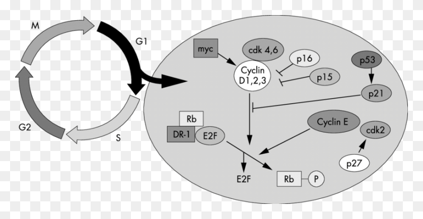 850x409 Схематическое Изображение Клеточного Цикла Молекулярной Сети, Диаграмма, График, Растительность Hd Png Скачать