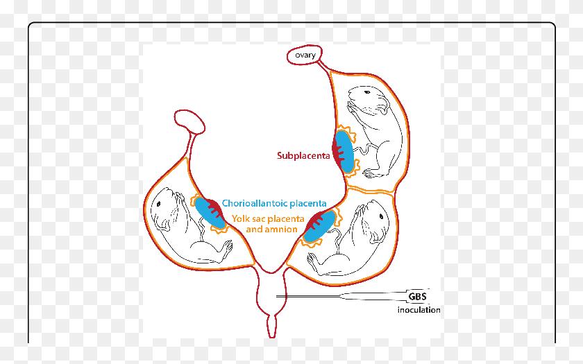 762x465 La Representación Esquemática Del Conejillo De Indias Bicorne Embarazada Conejillo De Indias Anatomía, Diagrama, Cuello Hd Png