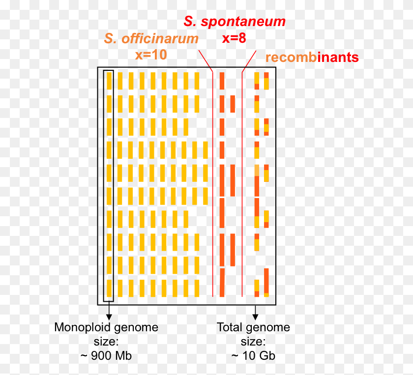 620x703 Схематическое Изображение Генома Типичного Круга, Pac Man Hd Png Скачать