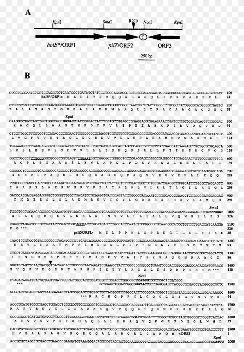 814x1203 Schematic Representation Of The Orfs Located Around Sequence, Gray, World Of Warcraft HD PNG Download